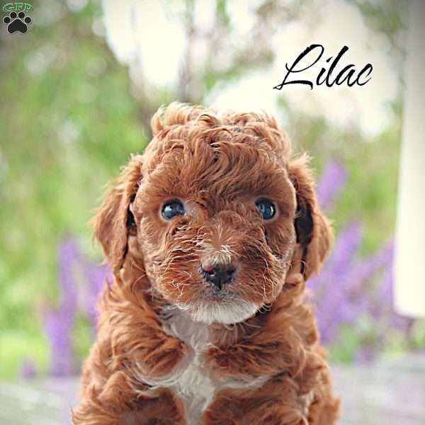 Lilac, Toy Poodle Puppy